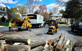 Trusted Gowanda, NY Tree Care Experts